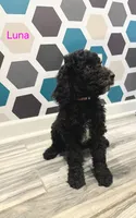 Luna, a female Poodle - Standard  for sale in Rockford, IL – 2 of 4