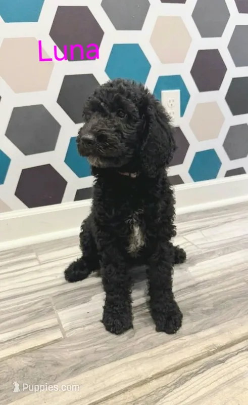 Luna – Poodle - Standard  puppy for sale in Rockford, IL