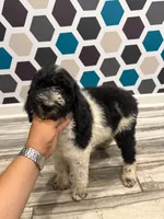 Oreo, a male Poodle - Standard  for sale in Rockford, IL – 3 of 5