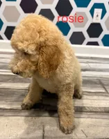 Rosie, a female Poodle - Standard  for sale in Rockford, IL – 3 of 3