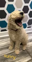 Sunny, a male Poodle - Standard  for sale in Rockford, IL – 2 of 6