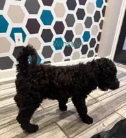 Luna, a female Poodle - Standard  for sale in Rockford, IL – 4 of 4