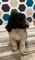 Oreo, a male Poodle - Standard  for sale in Rockford, IL – 4 of 5