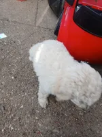 Sunny, a male Poodle - Standard  for sale in Rockford, IL – 6 of 6