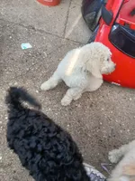 Sunny, a male Poodle - Standard  for sale in Rockford, IL – 4 of 6