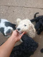 Sunny, a male Poodle - Standard  for sale in Rockford, IL – 5 of 6