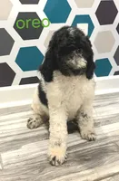 Oreo, a male Poodle - Standard  for sale in Rockford, IL – 2 of 5