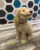 Sunny, a male Poodle - Standard  for sale in Rockford, IL – 3 of 6