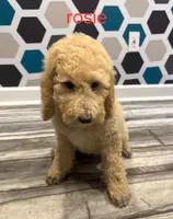 Rosie, a female Poodle - Standard  for sale in Rockford, IL – 2 of 3