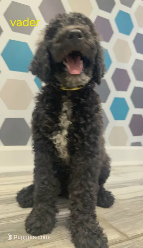 Vader – Poodle - Standard  puppy for sale in Rockford, IL