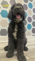 Vader, a male Poodle - Standard  for sale in Rockford, IL – 1 of 2