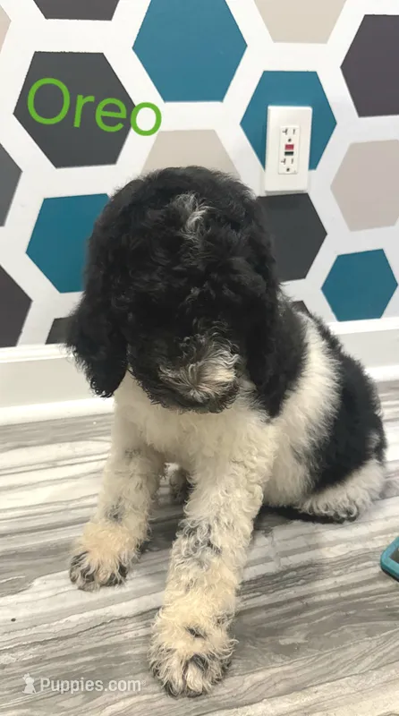 Oreo – Poodle - Standard  puppy for sale in Rockford, IL