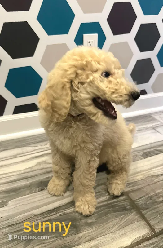 Sunny – Poodle - Standard  puppy for sale in Rockford, IL