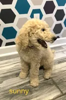 Sunny, a male Poodle - Standard  for sale in Rockford, IL – 1 of 6