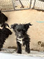 Pinky, a female Norwich Terrier and Yorkshire Terrier for sale in Phoenix, AZ – 3 of 4