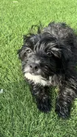 Luna, a female Norwich Terrier and Yorkshire Terrier for sale in Phoenix, AZ – 4 of 4