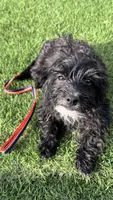 Luna, a female Norwich Terrier and Yorkshire Terrier for sale in Phoenix, AZ – 3 of 4