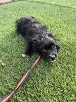 Pinky, a female Norwich Terrier and Yorkshire Terrier for sale in Phoenix, AZ – 2 of 4