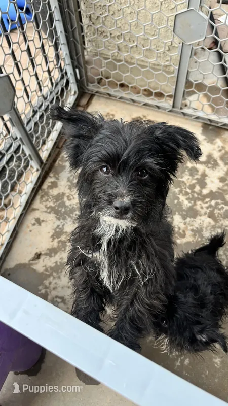 Luna – Norwich Terrier, Yorkshire Terrier puppy for sale in Phoenix, AZ