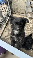 Luna, a female Norwich Terrier and Yorkshire Terrier for sale in Phoenix, AZ – 1 of 4