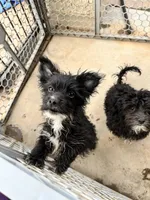 Pinky, a female Norwich Terrier and Yorkshire Terrier for sale in Phoenix, AZ – 4 of 4
