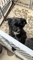 Luna, a female Norwich Terrier and Yorkshire Terrier for sale in Phoenix, AZ – 2 of 4
