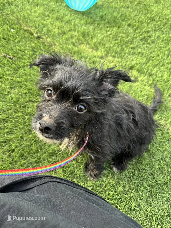 Pinky – Norwich Terrier, Yorkshire Terrier puppy for sale in Phoenix, AZ