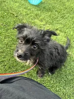 Pinky, a female Norwich Terrier and Yorkshire Terrier for sale in Phoenix, AZ – 1 of 4