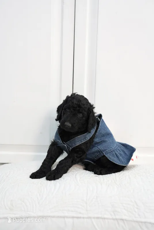 Red – Poodle - Standard  puppy for sale in La Mirada, CA