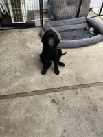 Orange, a male Poodle - Standard  for sale in La Mirada, CA – 4 of 7