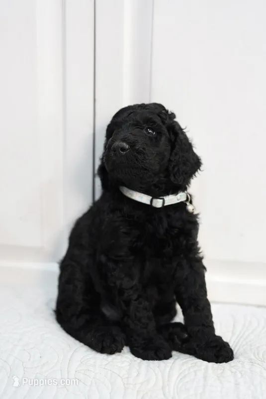 Orange – Poodle - Standard  puppy for sale in La Mirada, CA