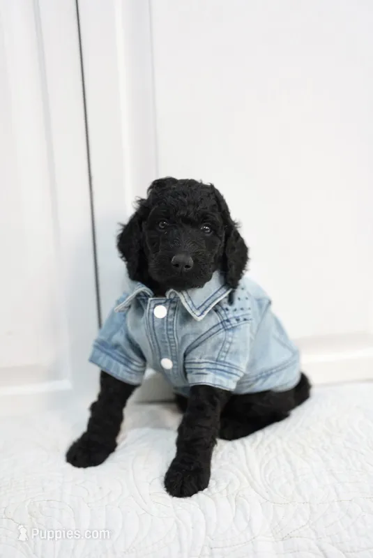 Blue  – Poodle - Standard  puppy for sale in La Mirada, CA