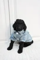 Blue , a male Poodle - Standard  for sale in La Mirada, CA – 1 of 1