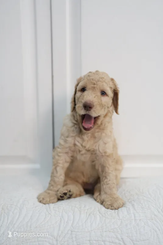 Shimba – Poodle - Standard  puppy for sale in La Mirada, CA