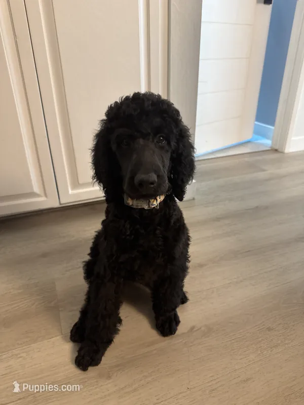 Dooung  – Poodle - Standard  puppy for sale in La Mirada, CA