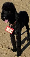 Orange, a male Poodle - Standard  for sale in La Mirada, CA – 5 of 7