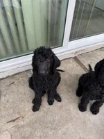 Orange, a male Poodle - Standard  for sale in La Mirada, CA – 3 of 7