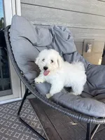 Joey, a male Bichon Frise for sale in Kirksville, MO – 3 of 3