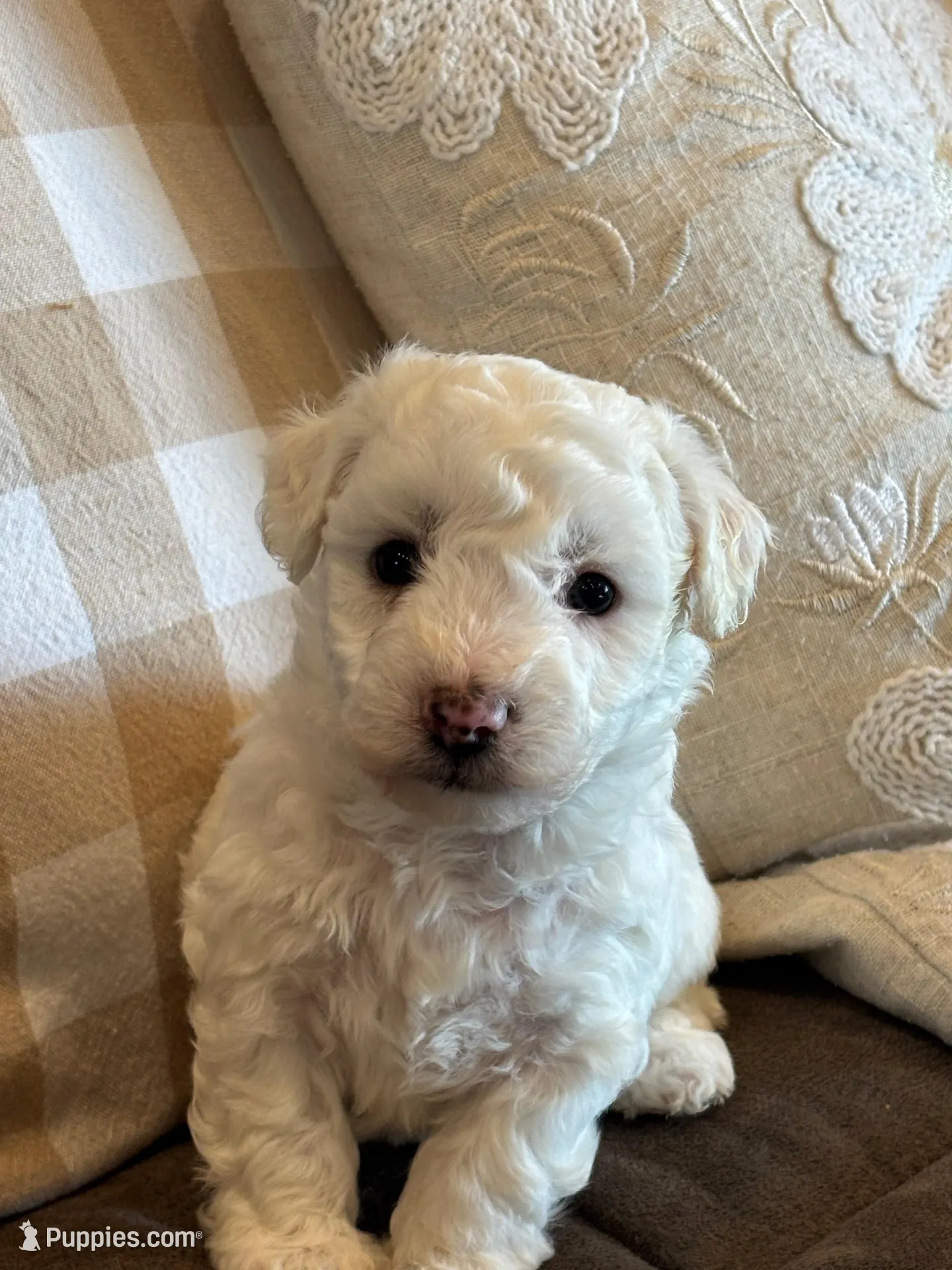 Jade, a male Bichon Frise for sale in Kirksville, MO – Photo 3 of 3