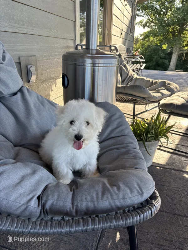 Joey – Bichon Frise puppy for sale in Kirksville, MO
