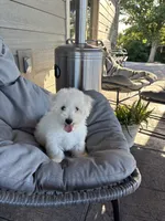 Joey, a male Bichon Frise for sale in Kirksville, MO – 1 of 3
