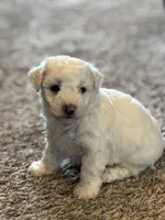 Jade, a male Bichon Frise for sale in Kirksville, MO – Photo 2 of 3