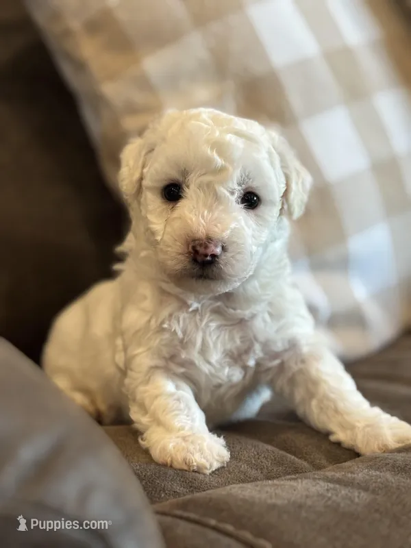 Jade – Bichon Frise puppy for sale in Kirksville, MO