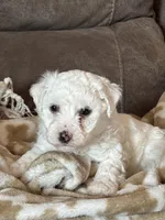 Jasmine, a female Bichon Frise for sale in Kirksville, MO – Photo 2 of 2