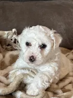 Jasmine, a female Bichon Frise for sale in Kirksville, MO – Photo 1 of 2