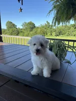 Jaguar, a male Bichon Frise for sale in Kirksville, MO – 2 of 3