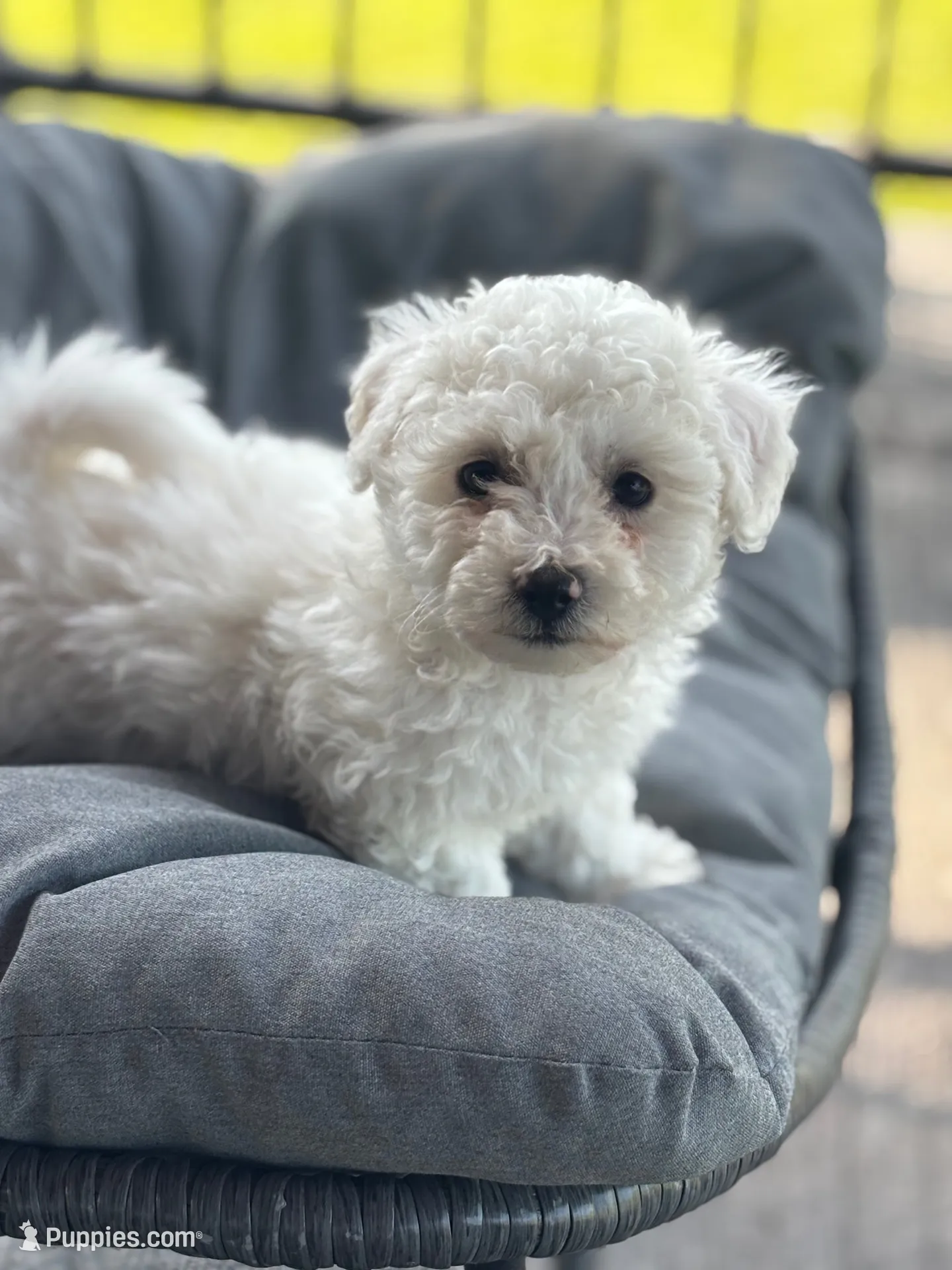 Jaguar, a male Bichon Frise for sale in Kirksville, MO – 2 of 3