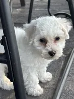 Jade, a male Bichon Frise for sale in Kirksville, MO – 2 of 3