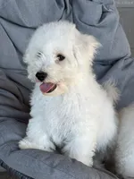 Joey, a male Bichon Frise for sale in Kirksville, MO – 2 of 3