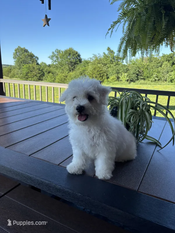 Jaguar – Bichon Frise puppy for sale in Kirksville, MO